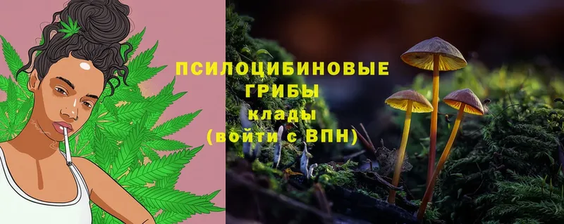 Псилоцибиновые грибы Magic Shrooms  shop как зайти  Ветлуга 